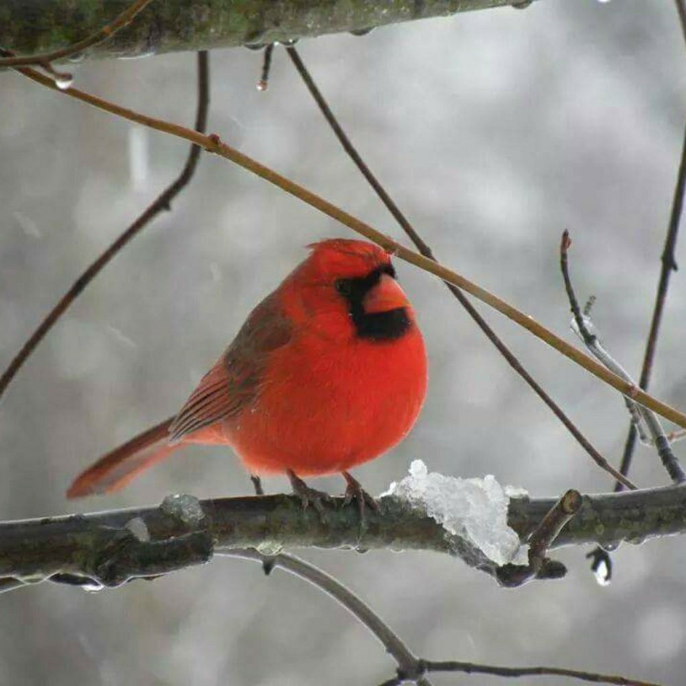 Meet your Posher, Shelva